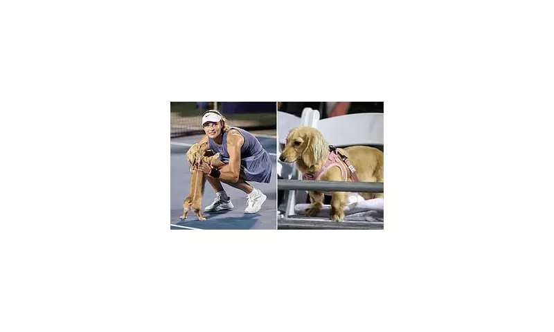 Adorable Puppy Interrupts Tennis Match at DC Open – Anna Kalinskaya's Hilarious Reaction