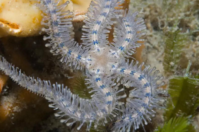 Ancient Alien Brittle Stars Reveal Deep-Sea Evolutionary Superhighway Connecting Global Relatives