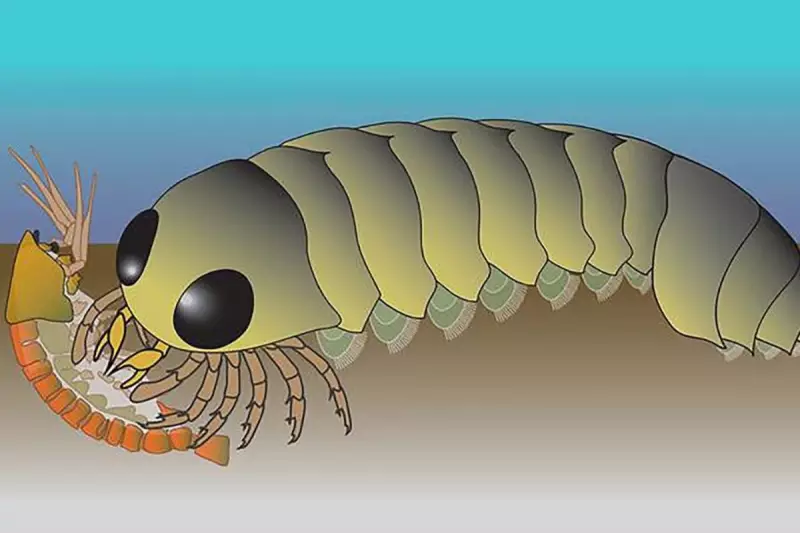 Ancient Spider Fossils Reveal Secrets of Evolution from Ocean to Land
