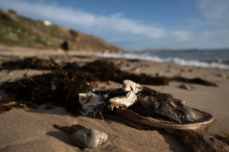Australia's Algal Bloom Crisis: Toxic Outbreak Threatens Waterways and Wildlife