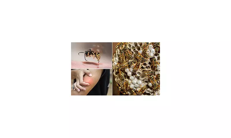 Brits Beware: Invasion of Aggressive Wasps Sparks Urgent Warning