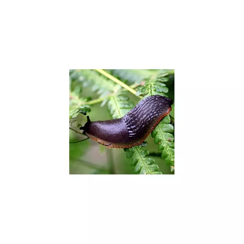 Cheap and Easy Hack to Banish Invasive Pests from Your Garden