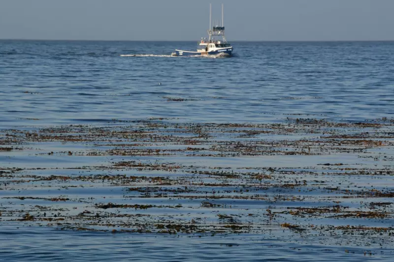 Coast Guard Plane Crashes Near Monterey, California: Rescue Mission Underway
