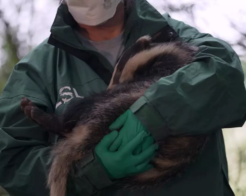 Cornwall's Badger Vaccination Breakthrough: Farmers and Scientists Unite Against Bovine TB