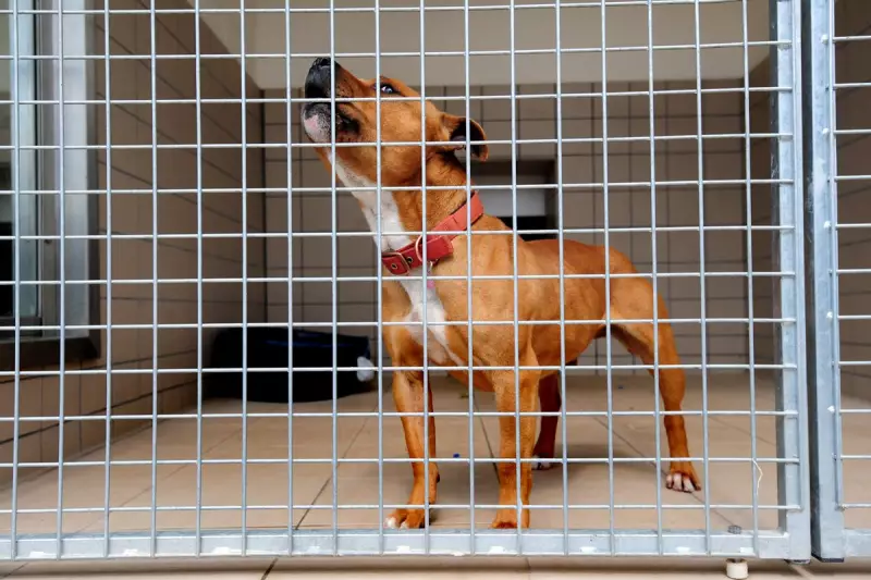 Deliveroo Faces Backlash Over RSPCA's 'Unhappy' Animal Welfare Claims