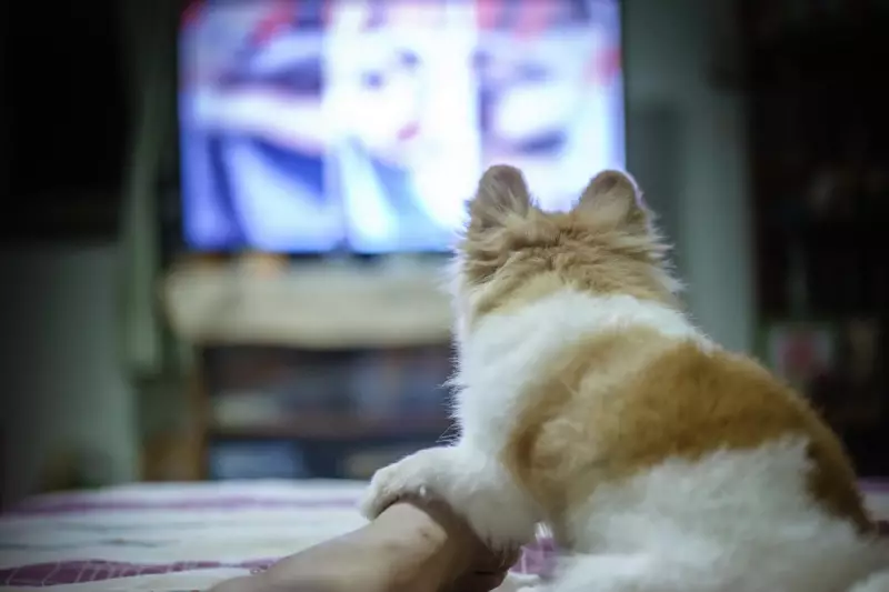 Dogs Mirror Their Owners' TV Habits: New Study Reveals Canine Personality Traits