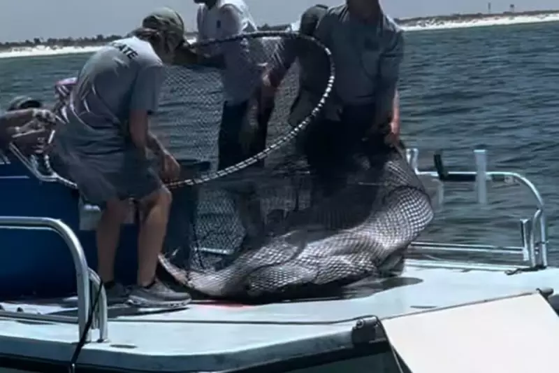 Dramatic Rescue: Giant Manta Ray Freed from Fishing Nets in Florida – Watch the Heartwarming Video