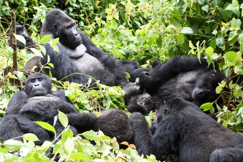 DRC Puts Gorilla Habitats at Risk by Opening Half of Country to Oil and Gas Drilling