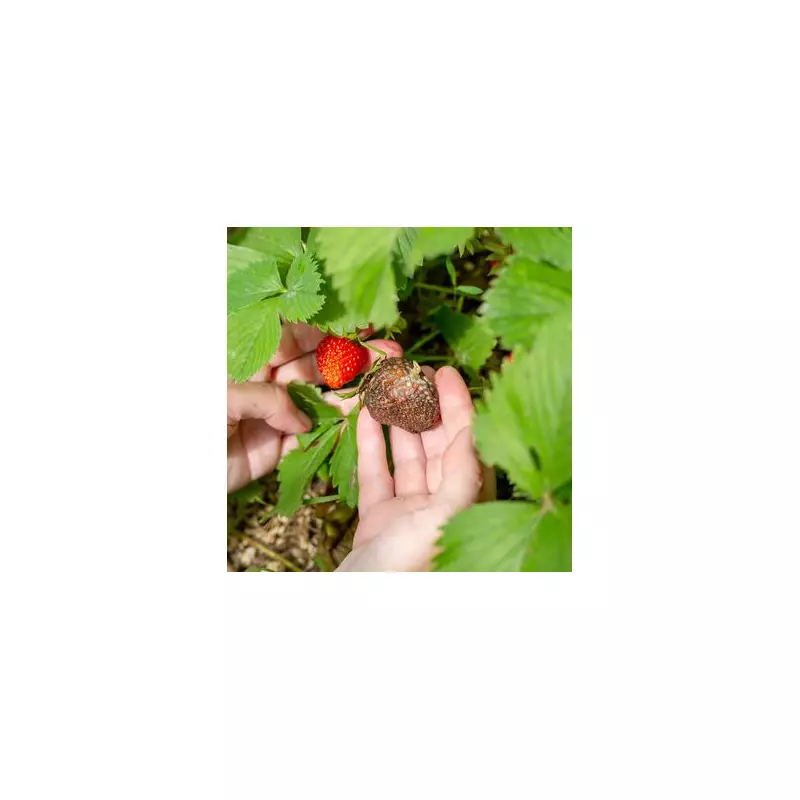 Expert Tips to Keep Mould and Pests Away from Your Strawberry Plants
