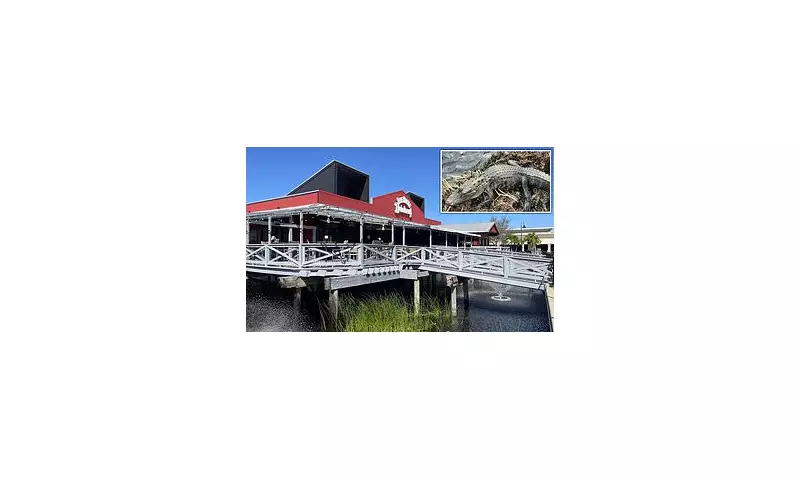 Florida Restaurant's Unusual Resident: Meet Mr Pickles, the Pond-Dwelling Alligator