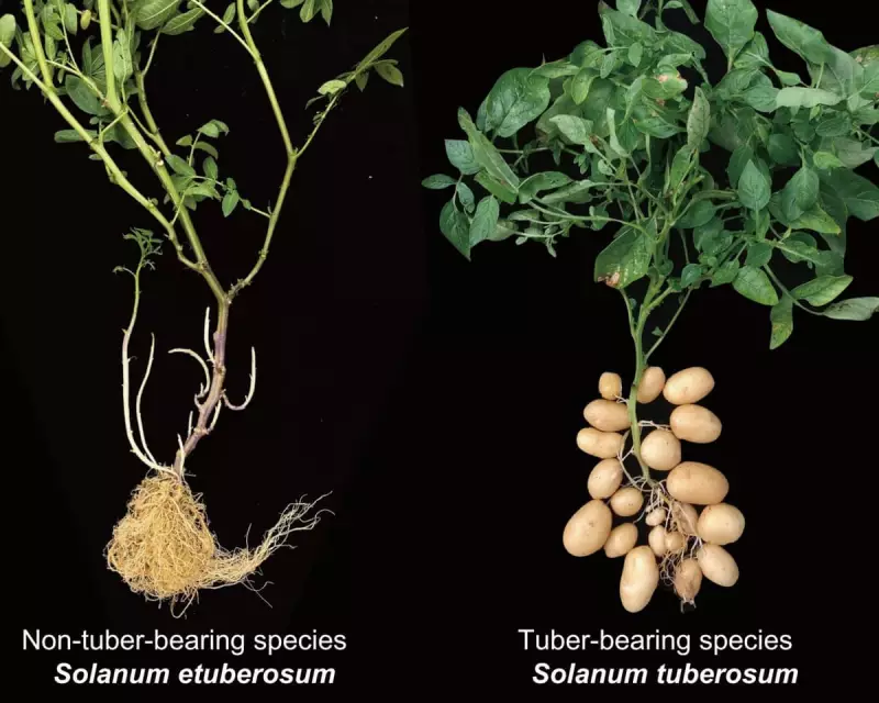 From Tomato to Spud: Scientists Uncover the Surprising Ancestry of the Humble Potato