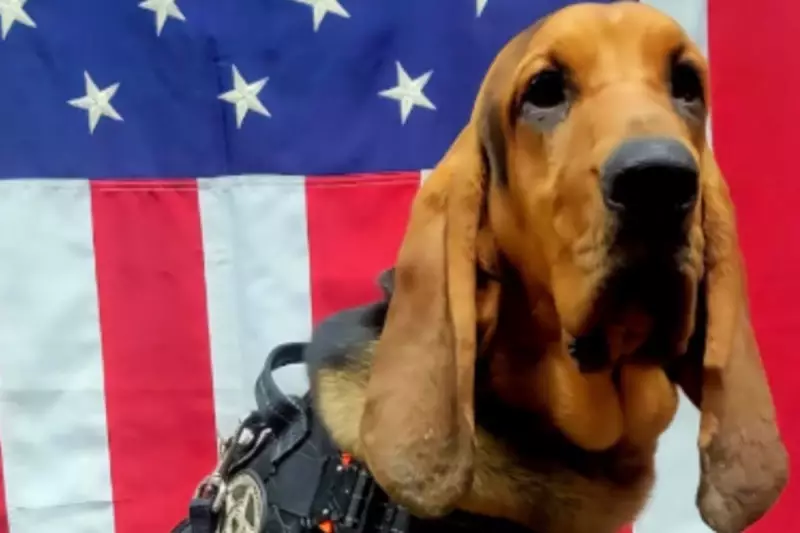 Georgia Officers Fired After Leaving Dog to Die in Hot Patrol Car – Shocking Neglect