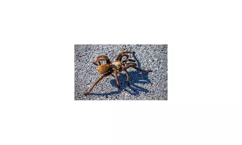 Giant Tarantulas Set to Swarm Across California, Colorado, and Texas – What You Need to Know