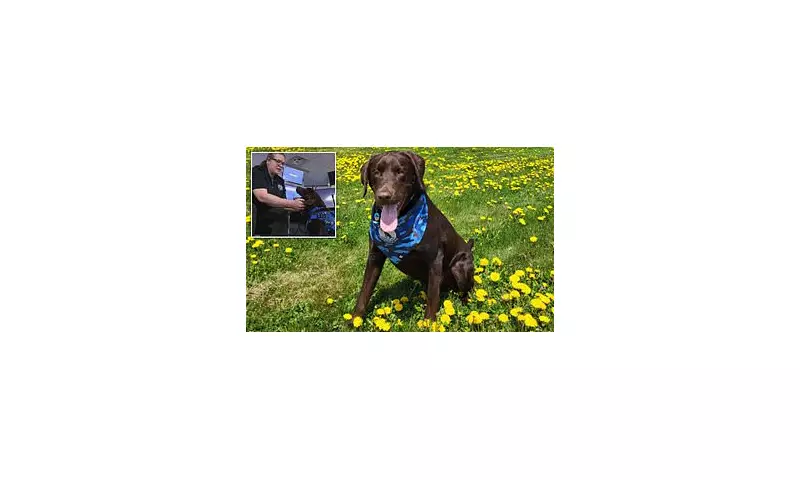 Heartbreaking Loss: Beloved Comfort Dog Dies After Tragic Incident in Maine