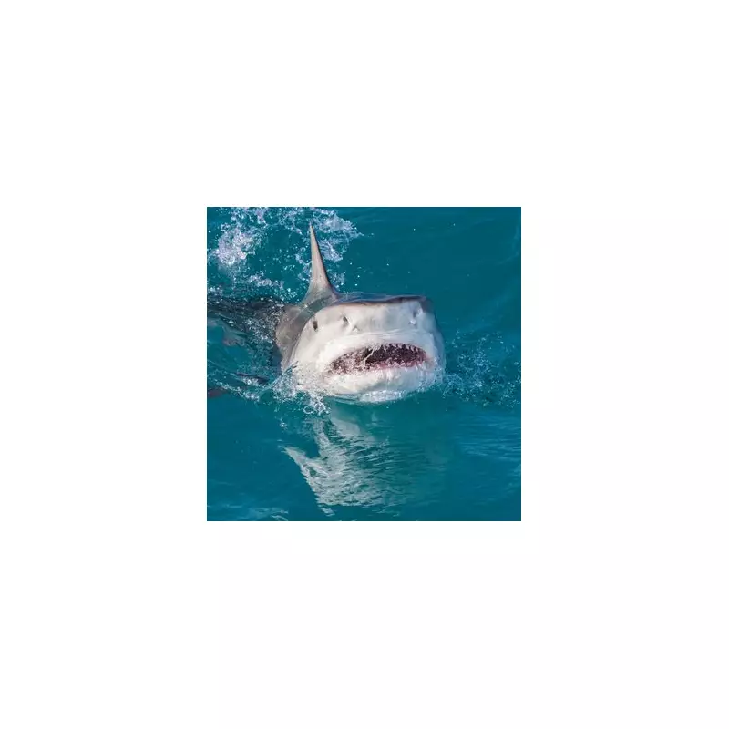 Horrific Shark Attack: 7-Year-Old Boy Loses Arm in Bahamas Holiday Tragedy