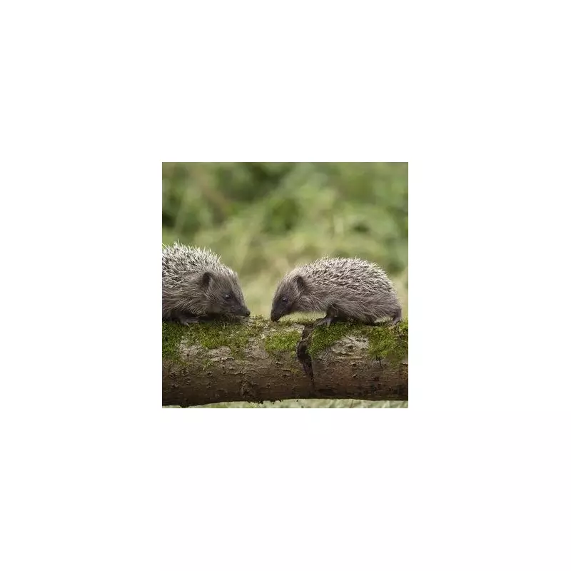 How to Protect Baby Hedgehogs in Your Garden: Essential Tips for Wildlife Lovers