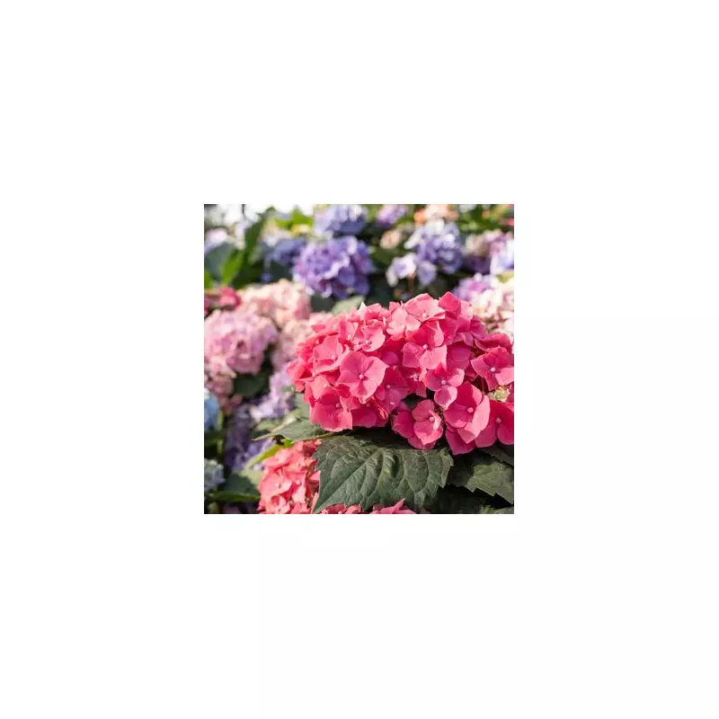Hydrangea Care Alert: The One Watering Mistake You Must Avoid