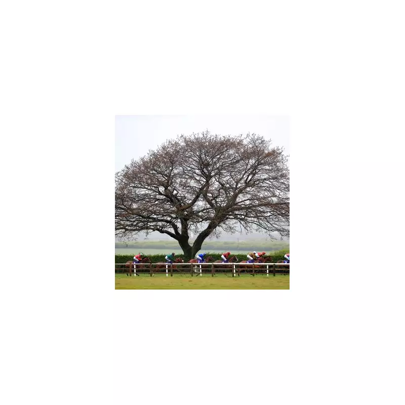 Monday's Top Horse Racing Picks: Expert Betting Tips & Predictions