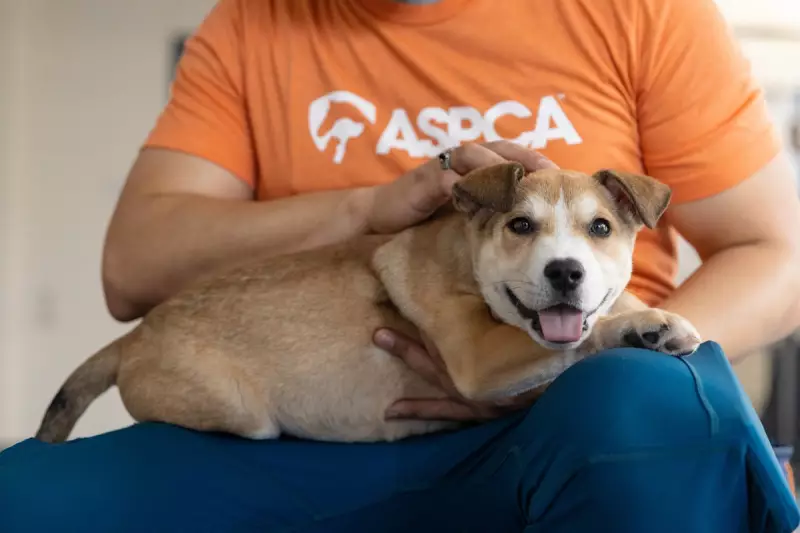 New York City's Animal Shelters Face Soaring Costs – What's Behind the Crisis?
