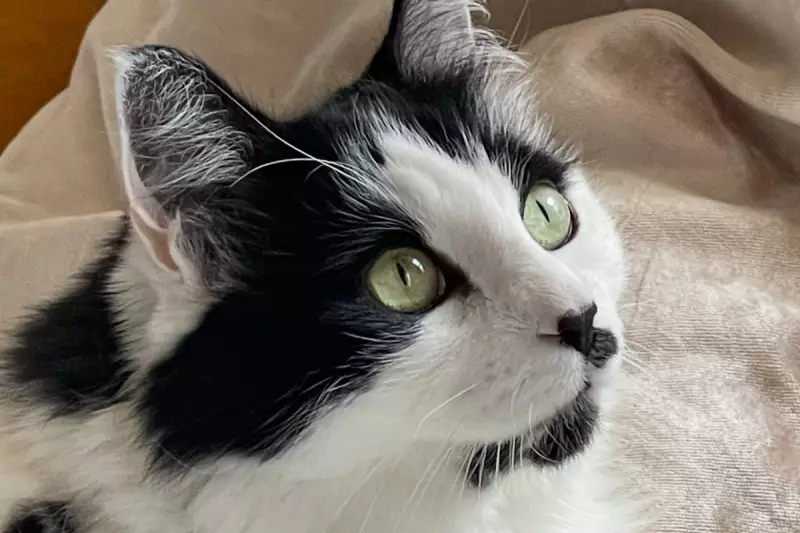 New York Couple's Bitter Legal Battle Over Custody of Their Beloved Cat