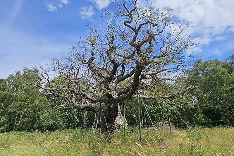 Nottinghamshire's Robin Hood Tree Faces Climate Threat: Iconic Oak at Risk from Rising Temperatures
