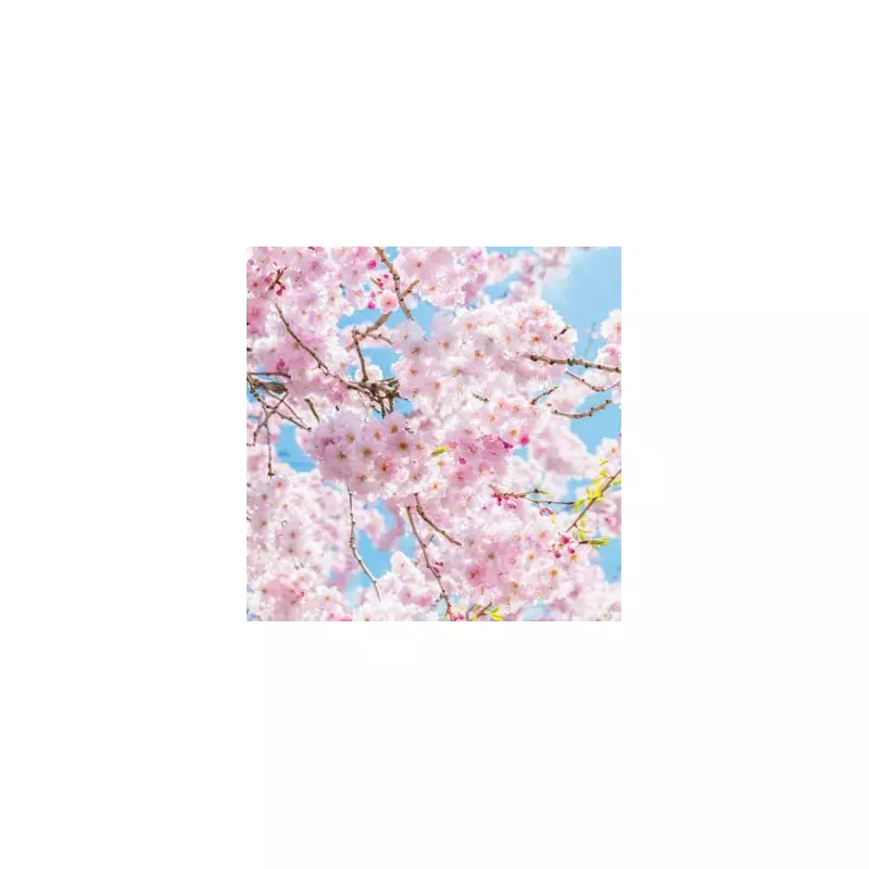 Rare Cherry Blossom Tree Hits the Market – A Once-in-a-Lifetime Opportunity for Gardeners!
