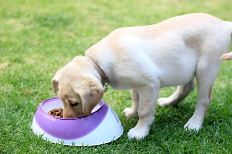 RSPCA Warns Against Puppy Imports as Illnesses Surge Among UK Pets