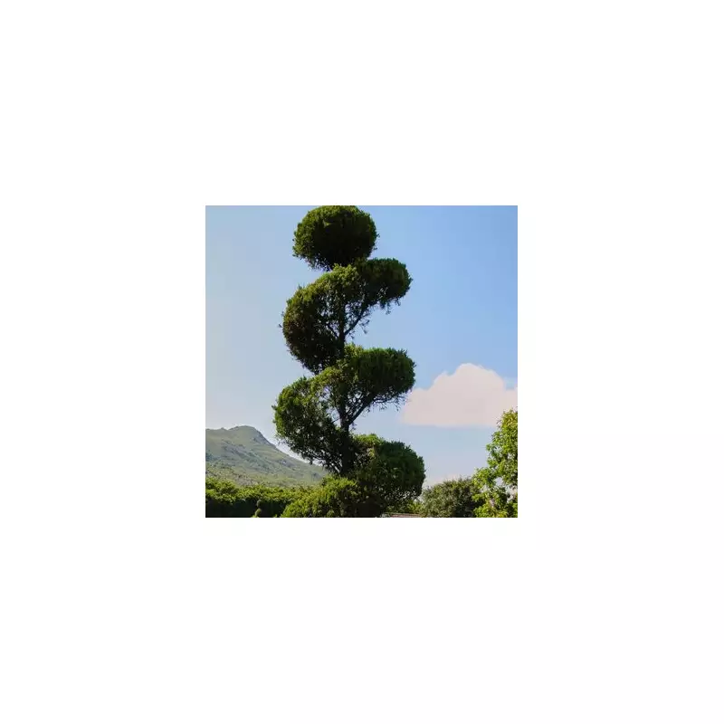 Stunning Corkscrew Spiral Tree Up for Grabs – A Gardener’s Dream!