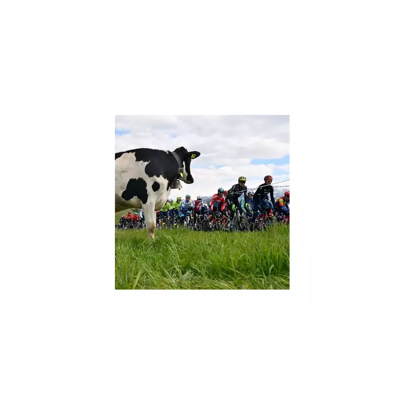 Tour de France Chaos: Cow Stops Race in Its Tracks – Bizarre Moment Goes Viral