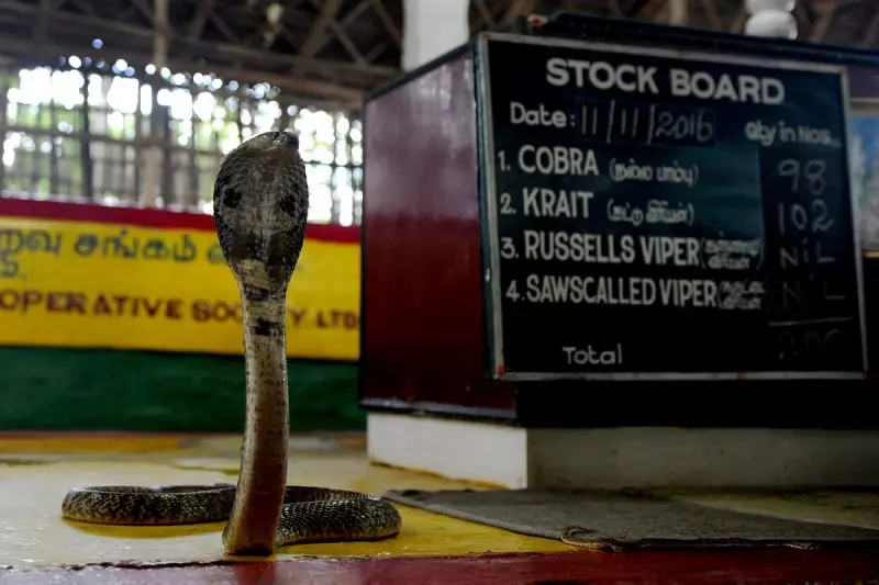 Tragedy Strikes as Cobra Bite Claims Life of 11-Day-Old Infant in India