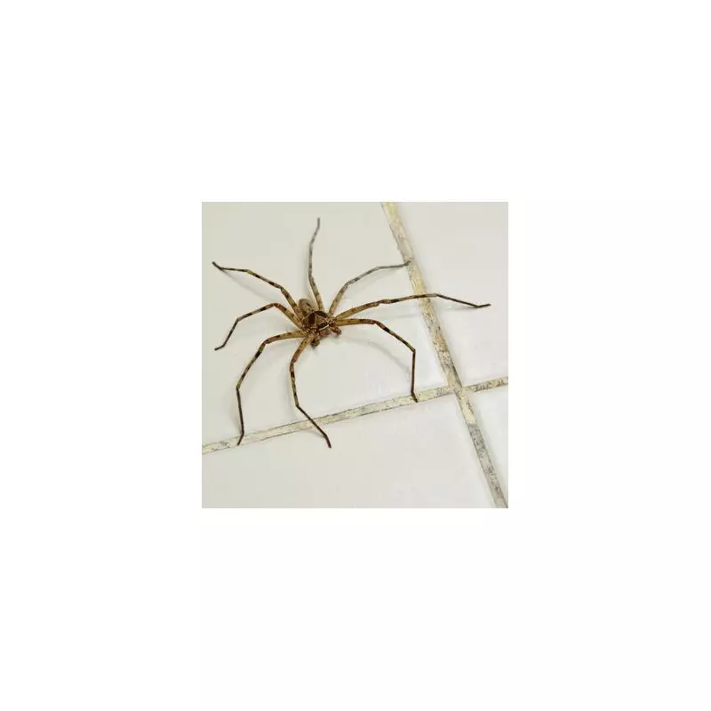 Urgent Warning for Homeowners: Close Windows and Doors to Avoid Costly Pest Invasion