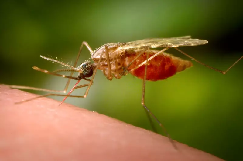 US Issues Travel Warning Over Chikungunya Outbreak in China