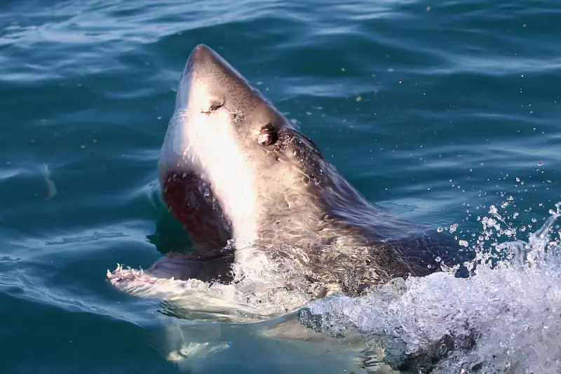US Senate Committee Advances Sharked Act: What It Means for Ocean Conservation