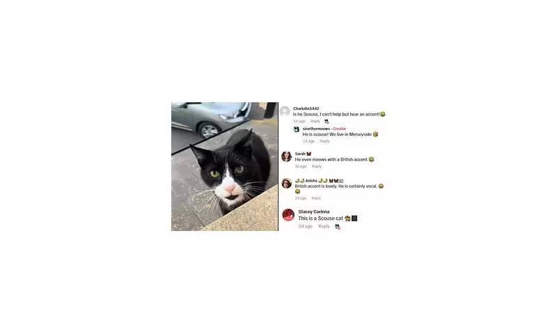 Watch: Hilarious Video of Cat 'Speaking' with a Scouse Accent Goes Viral