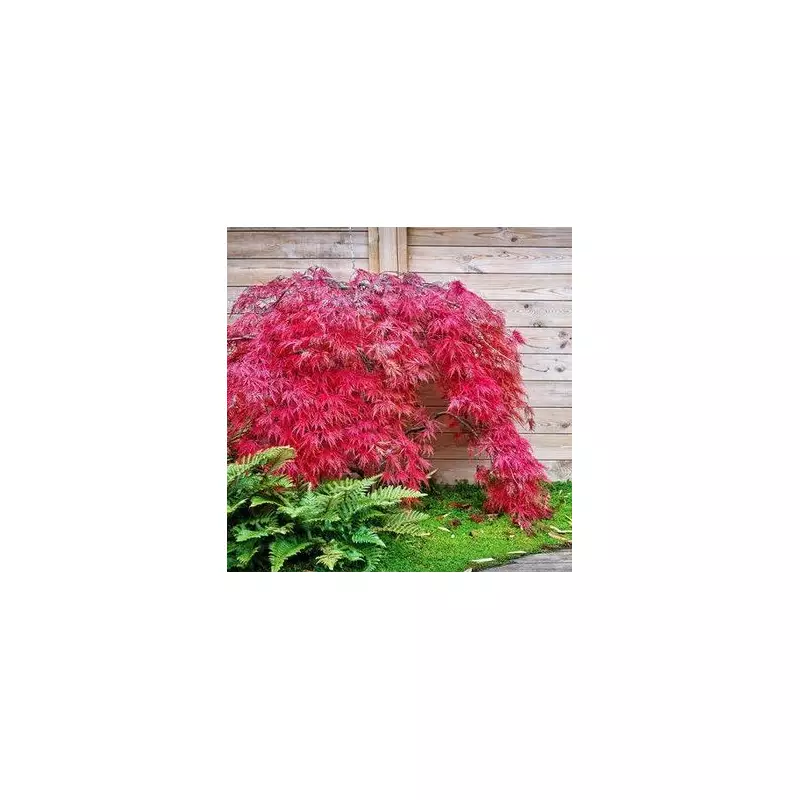 Why Japanese Acers Turn Stunning Red in Autumn – Gardening Secrets Revealed