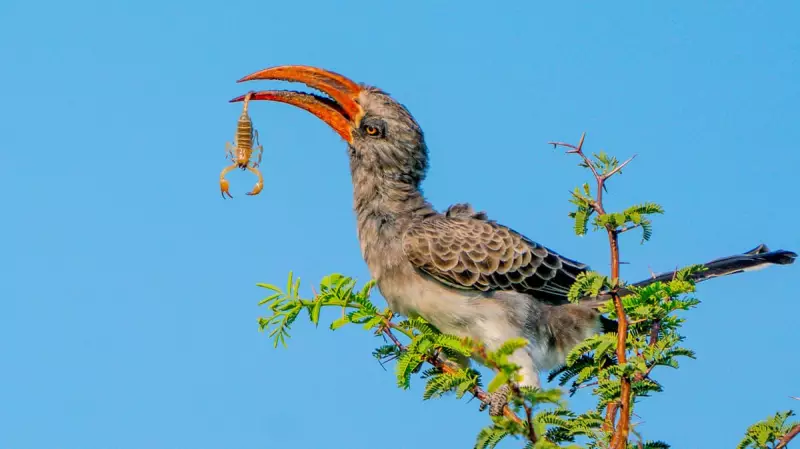 Wildlife Wonders: Rescued Monkey, Squabbling Jays, and an Amputee Camel Steal the Spotlight