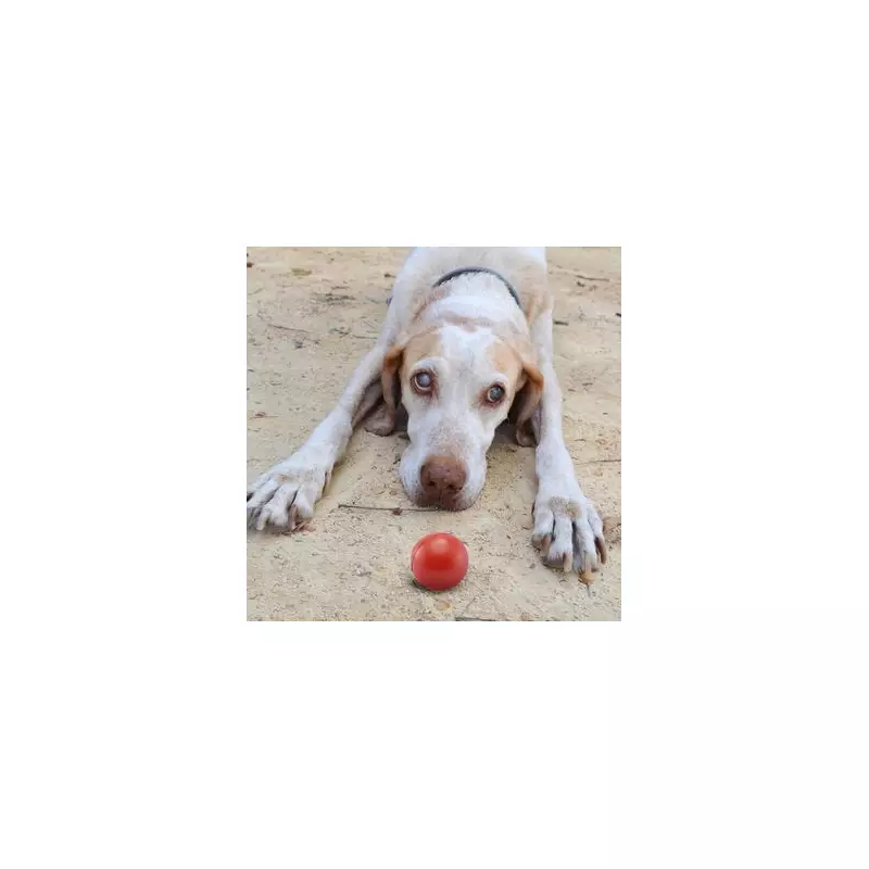 Woman Left Speechless After Dog's Hilarious Reaction to Fetch Game