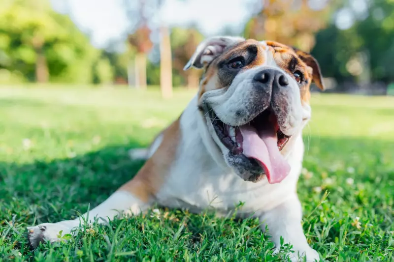Would You Date an AI Pet? The Bizarre TikTok Trend Taking Over Social Media