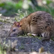10 Effective Ways to Keep Rats Out of Your Garden Naturally
