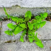 10 Genius Ways to Banish Weeds from Your Patio and Driveway for Good