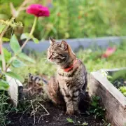 10 Genius Ways to Keep Cats Out of Your Garden – Naturally!