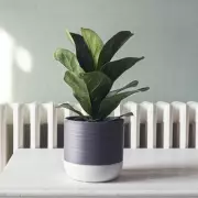 10 Indestructible Houseplants Perfect for Flats and Beginners