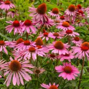 10 Low-Maintenance Plants That Will Thrive in Your Garden for Years