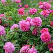 3 Essential Gardening Jobs You Must Do This October to Protect Your Plants