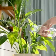 7 Genius Ways to Keep Your Garden Watered While You're on Holiday