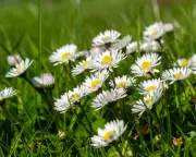 A Morning with Daisies: How These Humble Flowers Brighten Our Days