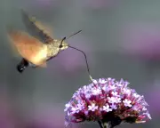 A Peachy Surprise: Exotic Fruit Thrives Outside a UK Co-op