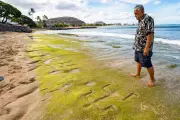 Ancient Hawaiian Petroglyphs Revealed by Shifting Sands on Waianae Coast