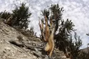 Ancient Methuselah Tree in California: The World's Oldest Living Organism?