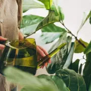 Banish Fungus Gnats from Your Houseplants with These Simple Tips